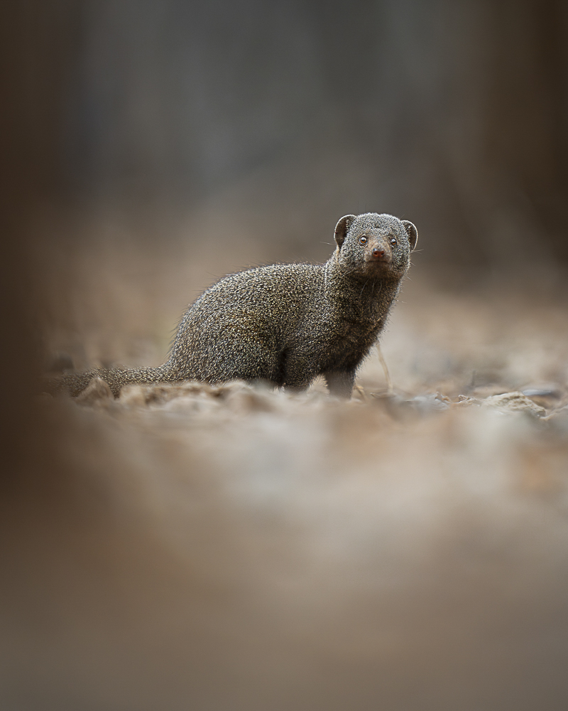 A curious tiny carnivore