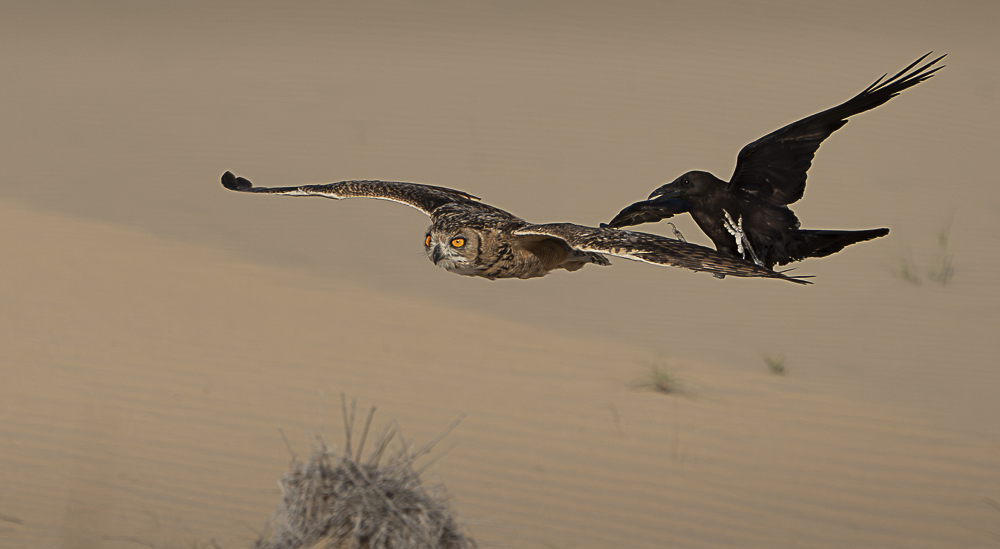 The chase is on!