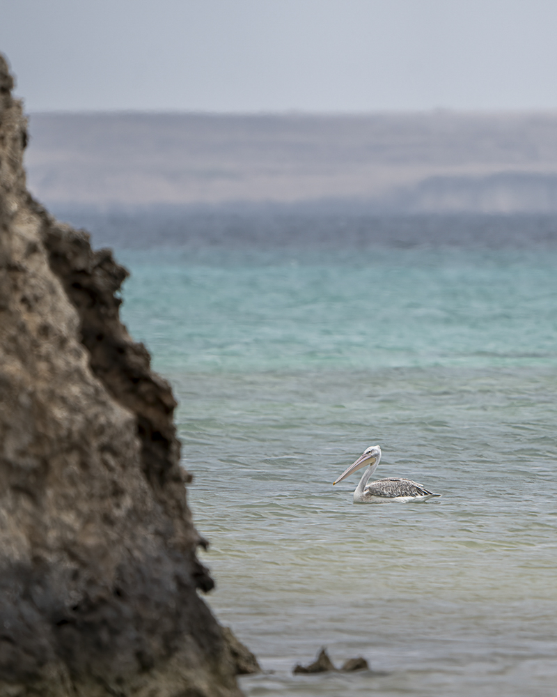 The Serene Bejeweled Waters of Farasan Island is a Treasure Trov